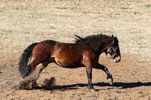 contento cavallo in esecuzione e calciando foto