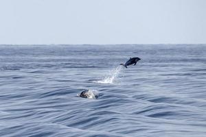 a strisce delfino mentre salto nel il in profondità blu mare foto