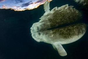 Florida lamantino vicino su ritratto si avvicina snorkeling foto