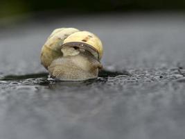 lumaca su pioggia gocce foto