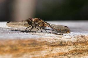 libellula con diffusione Ali su un' di legno ringhiera di un' terrazza nel Svezia. vicino su foto