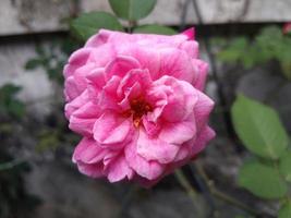 rosa rosa petalo fioriture su un' giardino. Questo foto può essere Usato per nulla relazionato per giardinaggio, asilo, Giardino dietro la casa, natura, verde, bellezza.
