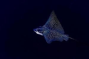 aquila raggio manta mentre immersione nel Maldive foto