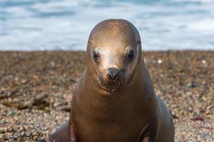 mare Leone foca vicino su ritratto Guarda a voi foto