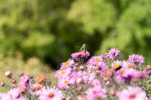 rosa fiori con farfalla foto