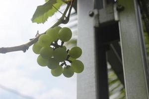 avvicinamento di verde uva nel giardino su sfocato sfondo. bene per Salute perché esso contiene un' lotto di vitamine. Usato per natura sfondi. foto