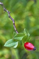 rosa canina rossa foto