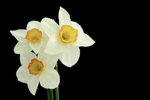 bellissimo narciso fiori foto