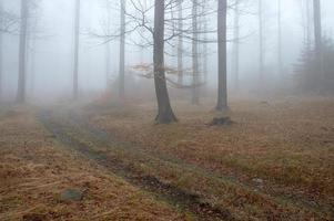 silenzioso foresta sentiero foto