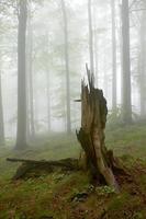 faggio legna nel foresta foto