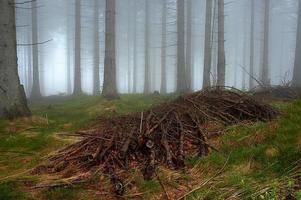 nel il abete rosso foresta foto