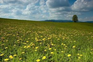 bellissimo primavera prato foto