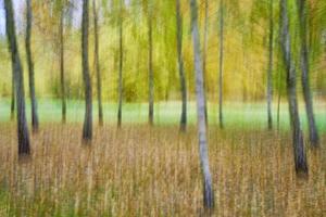 alberi nel parco foto