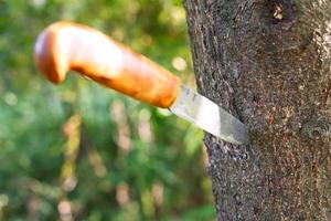 coltello incollato nel albero foto