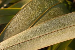 foglie di lino della Nuova Zelanda con gocce d'acqua foto