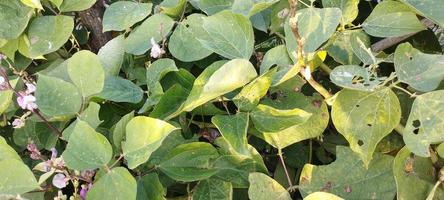 molte di verde spinaci le foglie adatto per il sfondo foto