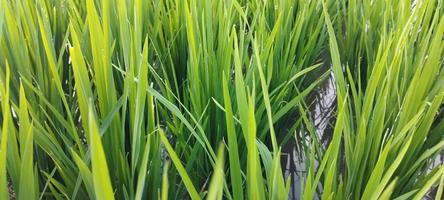 verde riso impianti con pozzanghere di acqua nel loro Guarda bellissimo foto