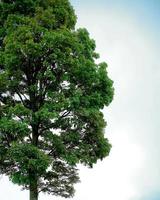 lussureggiante verde albero su pianura sfondo foto