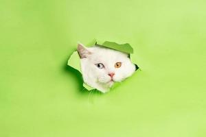 bianca gatto Immagine con Due occhio colori isolato su blu sfondo foto