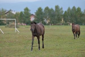 cavallo ritratto Visualizza foto