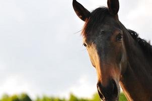 cavallo al di fuori Visualizza foto