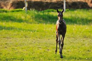 bambino cavallo Visualizza foto