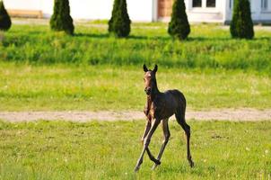 bambino cavallo Visualizza foto