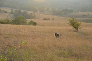 vista del paesaggio estivo foto