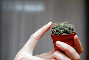 toccare il cactus foto