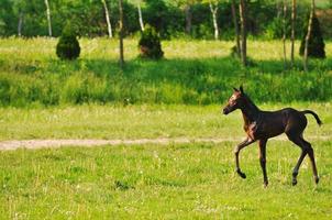 bambino cavallo Visualizza foto