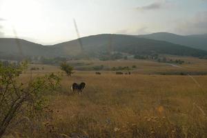 vista del paesaggio estivo foto