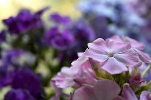 bellissimo phlox paniculata fiori siamo blu e rosa avvicinamento. macrophoto di phlox nel estate. foto