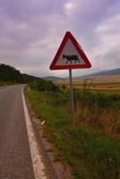 strada attraverso il verde campo foto