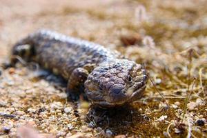 australiano shingleback lucertola foto