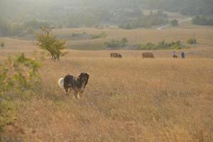 vista del paesaggio estivo foto