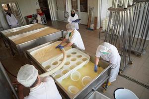 lavoratori preparazione crudo latte per formaggio produzione foto