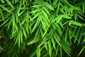 foglie di bambù