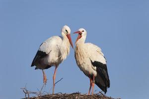 coppia cicogna bianca foto