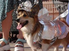 st pietroburgo, Russia, 2022 - cani vestito su per il moda mostrare a negozio di animali giorni Festival foto