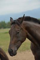 cavallo ritratto Visualizza foto