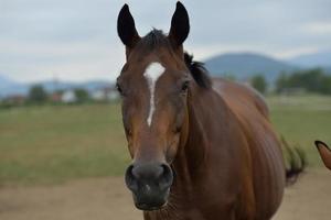 cavallo ritratto Visualizza foto