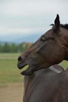 cavallo ritratto Visualizza foto