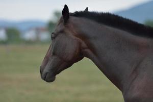 cavallo ritratto Visualizza foto