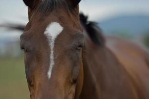 cavallo ritratto Visualizza foto