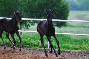 bambino cavallo Visualizza foto