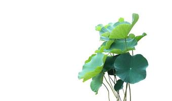 piante di ninfea o loto isolate con tracciati di ritaglio. foto