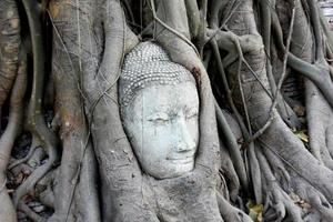 testa di Buddha coperta da radici di alberi