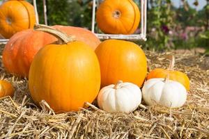 zucca raccogliere stagione su il azienda agricola foto