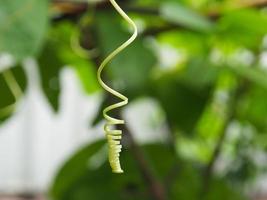 germoglio curva linea pianta focalizzata su sfocatura sfondo foto