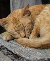 gatto addormentato su un' di legno sedia foto